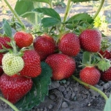 Strawberry albion - opis sorte